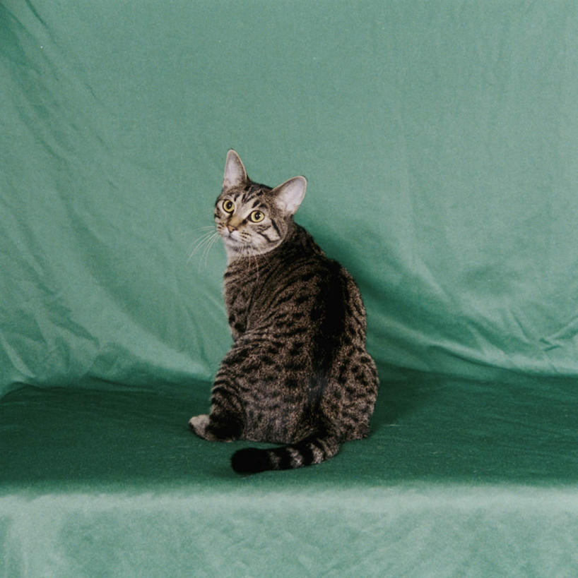 无人,坐,竖图,室内,白天,背景,侧面,桌子,宠物,猫,绿色背景,阴影,反射,影子,墙,扭头,注视,墙壁,墙面,一只,动物,观察,看,转头,可爱,摄影,影棚,观看,察看,关注,猫咪,坐着,布景,彩图,全身,影棚拍摄,拍摄