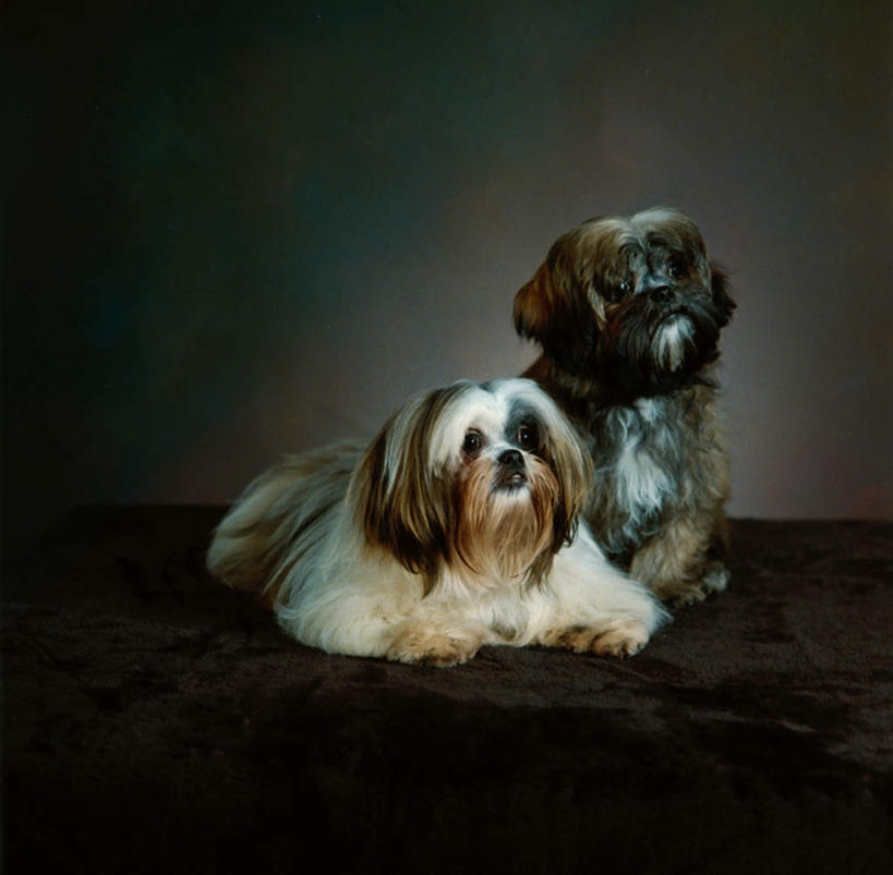 无人,横图,室内,白天,侧面,宠物,狗,阴影,灰色背景,反射,影子,注视,狮子狗,动物,观察,看,趴着,两只,可爱,摄影,影棚,观看,察看,关注,西施犬,忠诚,赛珠犬,狮子犬,西施狗,犬,趴,彩图,全身,影棚拍摄,拍摄