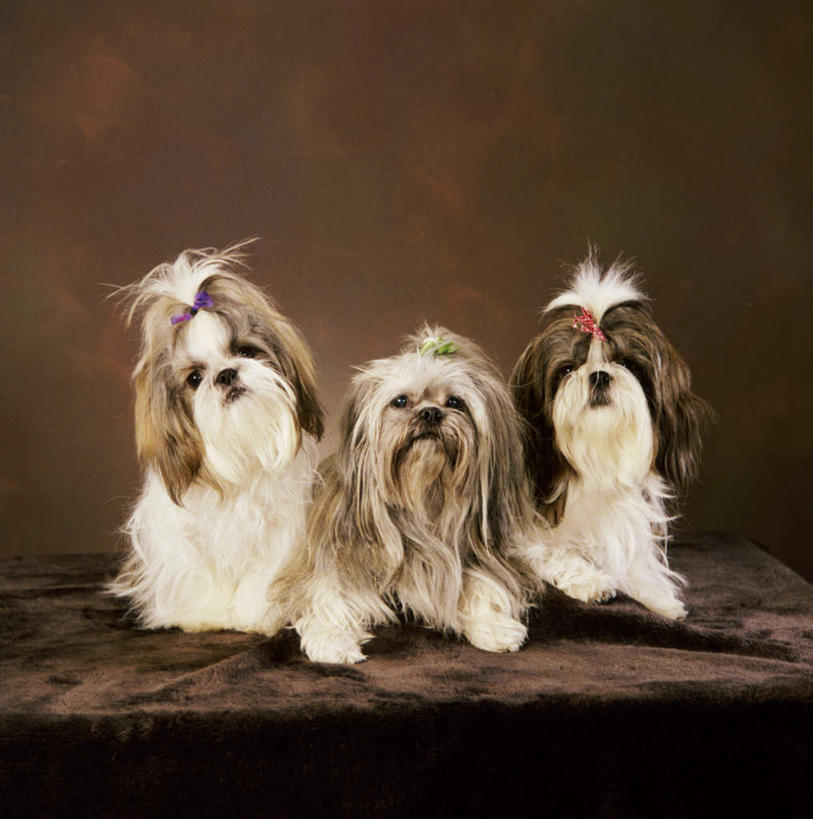 无人,坐,竖图,室内,白天,正面,宠物,狗,三只,阴影,反射,影子,注视,狮子狗,动物,观察,看,可爱,摄影,影棚,观看,察看,关注,西施犬,忠诚,赛珠犬,狮子犬,西施狗,犬,坐着,彩图,全身,影棚拍摄,拍摄