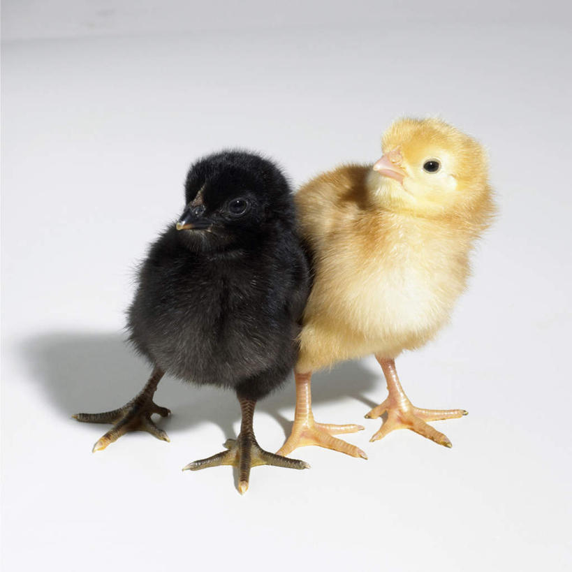 无人,站,方图,室内,白天,白色背景,正面,鸡,幼小,阴影,反射,影子,注视,家禽,黄色,黑色,动物,观察,看,站着,两只,摄影,牲畜,影棚,观看,察看,关注,站立,彩图,全身,影棚拍摄,拍摄