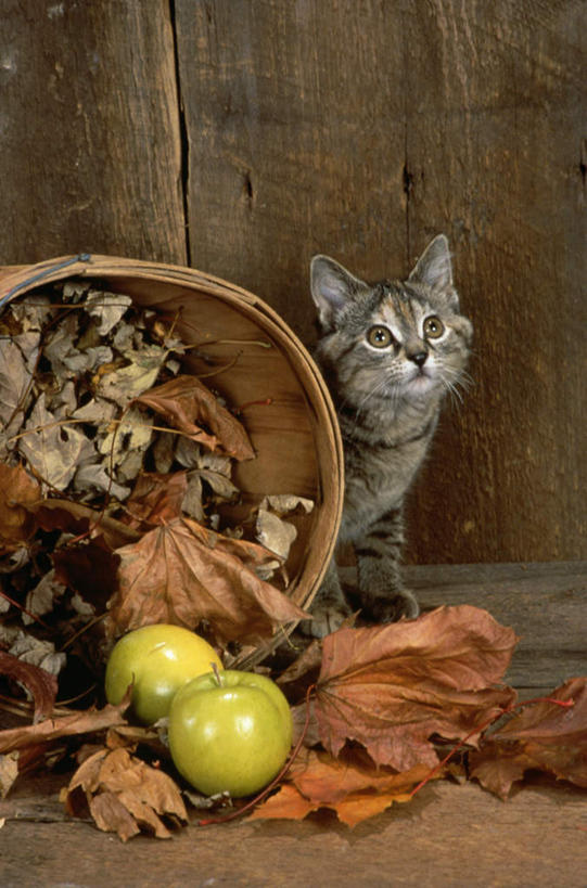 无人,站,交叉,竖图,室外,白天,正面,竹子,宠物,猫,苹果,水果,叶子,躲藏,竹制,新鲜,编织,篮子,墙,生食,食品,果实,枯叶,落叶,注视,墙壁,墙面,食物,一只,动物,竹篮,观察,看,站着,可爱,有机食品,绿色食品,观看,竹条,交织,察看,隐藏,竹制品,关注,猫咪,潜藏,穿插,叶,叶片,站立,半身,彩图