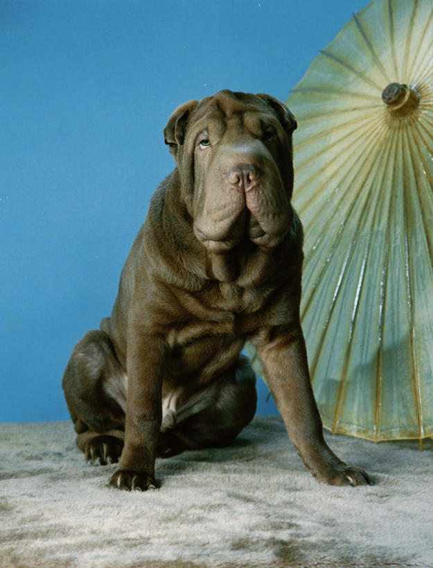 无人,坐,竖图,室内,白天,正面,幸福,宠物,狗,一把,阴影,蓝色背景,反射,伞,影子,雨伞,纸伞,古典,沙皮狗,油纸伞,注视,文化,一只,动物,观察,看,可爱,摄影,影棚,观看,纪念,吉祥,察看,关注,古朴,忠诚,沙皮,沙皮犬,平安,犬,坐着,彩图,全身,影棚拍摄,拍摄