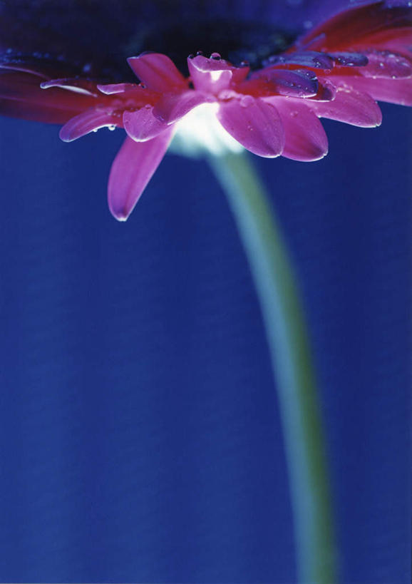 无人,竖图,室内,特写,白天,正面,爱情,阴影,蓝色背景,朦胧,模糊,盛开,反射,影子,花蕾,花,花瓣,花朵,鲜花,一朵,花苞,花蕊,菊花,摄影,影棚,吉祥,高洁,长寿,怀恋,清净,真情,寿客,秋菊,彩图,影棚拍摄,拍摄