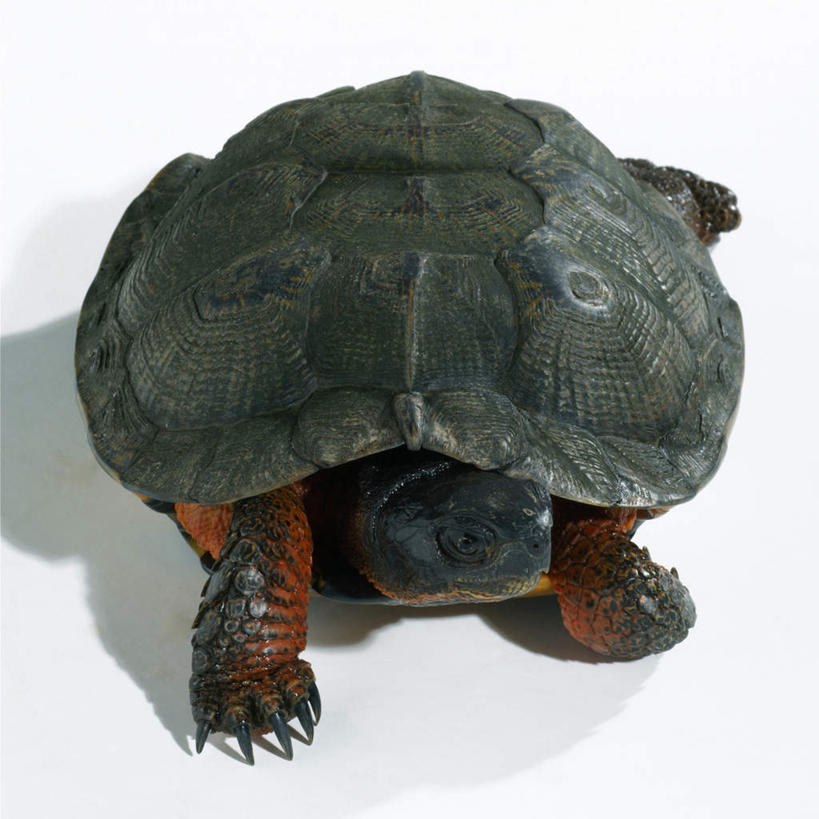 无人,方图,室内,特写,白天,白色背景,龟,阴影,反射,影子,海洋生物,一只,背面,健康,爬,摄影,影棚,水生动物,坚定,水生物,海底动物,长寿,海龟,彩图,全身,影棚拍摄,拍摄