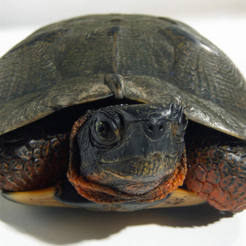 头,无人,方图,室内,特写,白天,白色背景,正面,龟,阴影,朦胧,模糊,反射,影子,注视,海洋生物,一只,观察,看,趴着,健康,摄影,影棚,观看,察看,关注,水生动物,坚定,水生物,海底动物,长寿,头部,海龟,趴,半身,彩图,影棚拍摄,拍摄