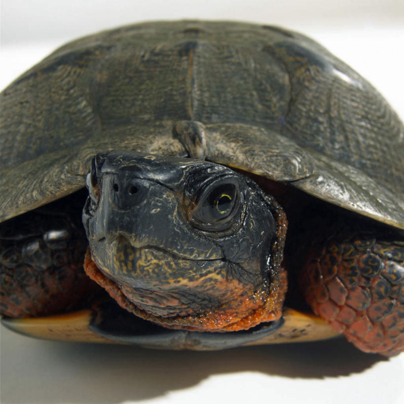 头,无人,方图,室内,特写,白天,白色背景,正面,龟,阴影,朦胧,模糊,反射,影子,注视,海洋生物,一只,观察,看,趴着,健康,摄影,影棚,观看,察看,关注,水生动物,坚定,水生物,海底动物,长寿,头部,海龟,趴,半身,彩图,影棚拍摄,拍摄