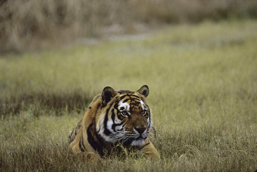 无人,横图,室外,白天,正面,草地,草坪,美景,植物,哺乳动物,虎,野生动物,阴影,朦胧,模糊,光线,影子,景观,注视,草,一只,绿色,阳光,自然,动物,观察,看,趴着,景色,观看,察看,关注,自然风光,凶猛,苏门答腊虎,残暴,凶残,老虎,趴,半身,彩图
