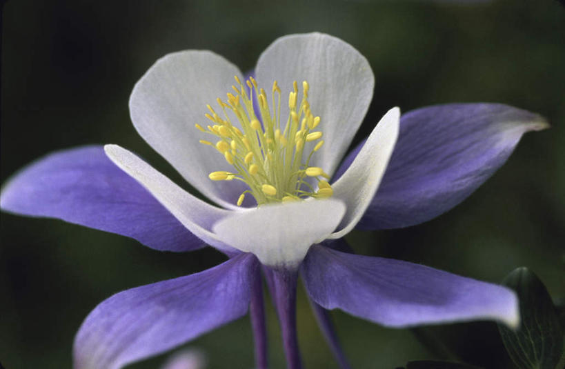 无人,横图,室外,特写,白天,正面,美景,阴影,朦胧,模糊,盛开,光线,影子,景观,花蕾,花,花瓣,花朵,鲜花,一朵,紫色,阳光,自然,花苞,花蕊,景色,自然风光,坚持,耧斗菜,猫爪花,彩图