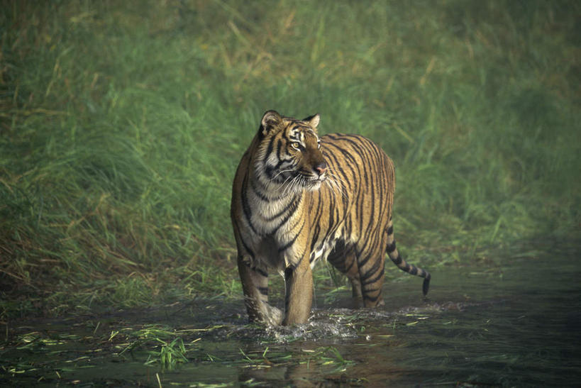 无人,走,横图,室外,白天,正面,草地,草坪,河流,美景,水,植物,哺乳动物,虎,野生动物,阴影,飞溅,朦胧,模糊,溅,光线,液体,影子,河水,景观,水滴,水流,扭头,注视,水珠,草,一只,绿色,阳光,自然,动物,观察,看,转头,景色,观看,察看,关注,喷洒,自然风光,孟加拉虎,凶猛,印度虎,残暴,凶残,老虎,步行,散步,走路,彩图,全身