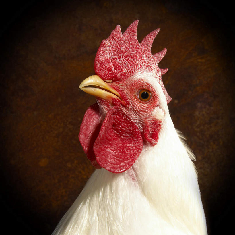 头,无人,站,横图,室内,特写,白天,正面,鸡,阴影,棕色背景,反射,影子,鸡冠,注视,家禽,一只,红色,动物,观察,看,站着,摄影,牲畜,影棚,观看,察看,关注,头部,站立,半身,彩图,影棚拍摄,拍摄,白洛克鸡