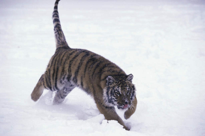 无人,横图,室外,白天,正面,美景,雪,大雪,虎,野生动物,追逐,追赶,阴影,朦胧,模糊,光线,影子,积雪,景观,雪景,冬季,冬天,注视,一只,阳光,自然,动物,观察,看,景色,寒冷,观看,察看,关注,自然风光,凶猛,西伯利亚虎,严寒,残暴,凶残,老虎,东北虎,彩图,全身