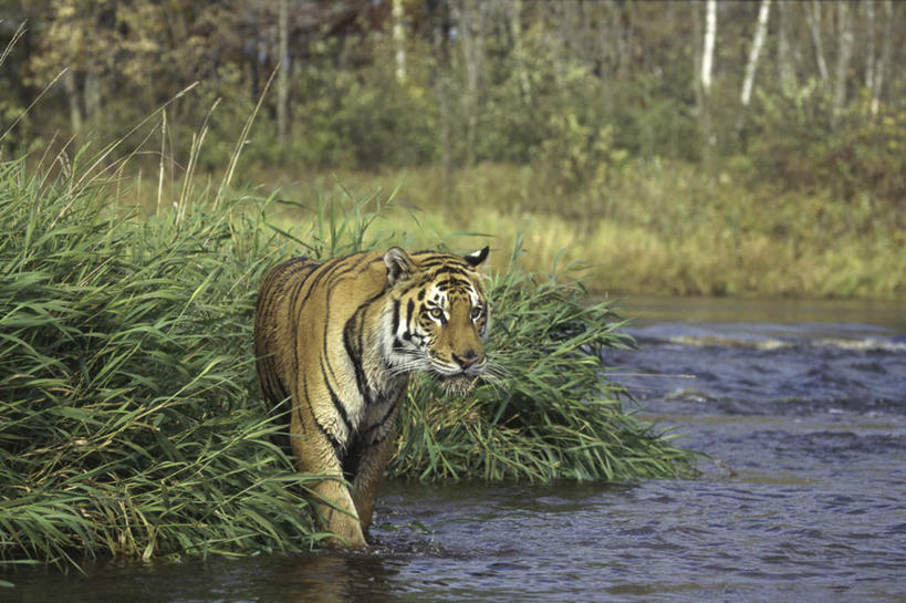 无人,走,横图,室外,白天,正面,草地,草坪,河流,美景,水,植物,哺乳动物,虎,野生动物,阴影,波纹,朦胧,模糊,光线,影子,河水,景观,水流,涟漪,注视,草,一只,绿色,倒影,水纹,阳光,自然,动物,波浪,观察,看,景色,观看,察看,倒映,关注,自然风光,孟加拉虎,凶猛,水晕,印度虎,反照,残暴,凶残,老虎,步行,走路,彩图,全身