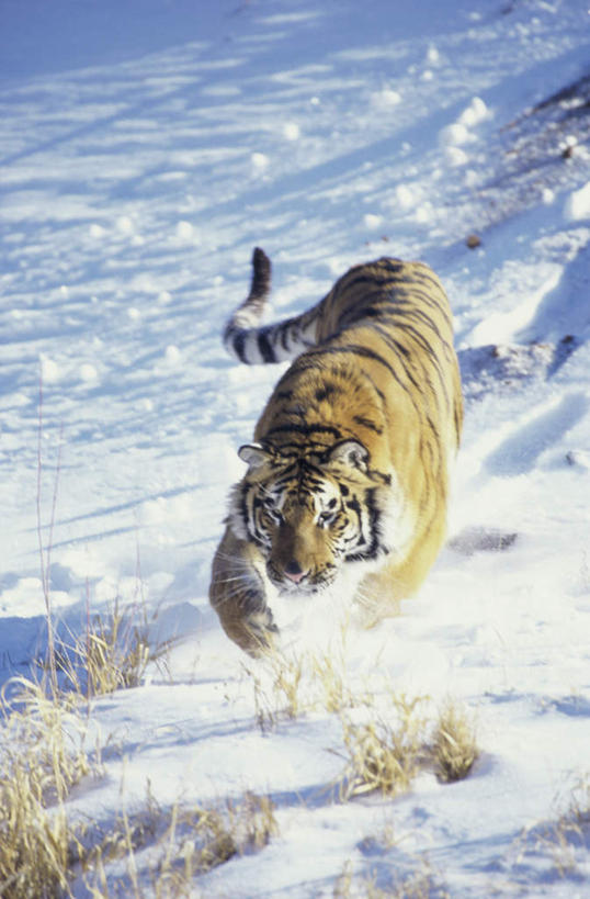 无人,跑,竖图,室外,白天,正面,美景,雪,植物,大雪,虎,野生动物,追逐,追赶,阴影,枯萎,光线,影子,积雪,景观,雪景,冬季,冬天,枯草,注视,草,黄色,阳光,自然,动物,观察,看,景色,寒冷,观看,察看,关注,自然风光,凶猛,西伯利亚虎,严寒,残暴,凶残,老虎,东北虎,跑步,彩图,全身