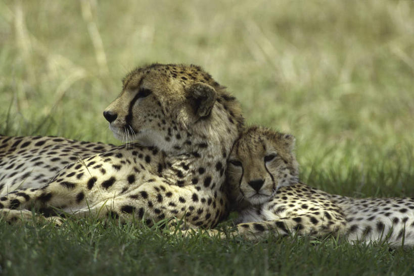 无人,家庭,横图,室外,白天,侧面,草地,草坪,美景,植物,豹子,野生动物,幼小,阴影,朦胧,模糊,光线,影子,景观,扭头,注视,草,绿色,阳光,自然,动物,观察,看,靠,靠着,转头,两只,温暖,温馨,一家人,景色,观看,和睦,察看,关注,自然风光,金钱豹,印度豹,凶猛,文豹,残暴,凶残,猎豹,花豹,豹,半身,彩图,融洽