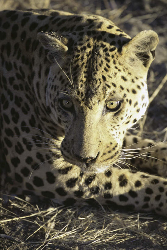 头,无人,竖图,室外,特写,白天,侧面,美景,豹子,野生动物,阴影,朦胧,模糊,光线,影子,景观,注视,一只,阳光,自然,动物,观察,看,趴着,景色,观看,察看,关注,自然风光,金钱豹,印度豹,凶猛,文豹,非洲猎豹,残暴,凶残,头部,猎豹,花豹,豹,趴,半身,彩图