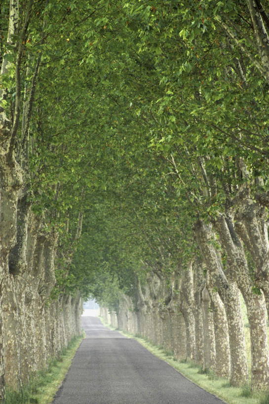 无人,竖图,室外,白天,正面,旅游,度假,美景,树林,植物,道路,路,法国,欧洲,一排,阴影,整齐,光线,影子,景观,小路,交通,娱乐,树,树木,排列,绿色,阳光,自然,享受,休闲,景色,放松,生长,成长,队列,自然风光,法兰西共和国,法兰西第五共和国,奥弗涅,奥弗涅大区,康塔尔省,彩图,伊特拉克