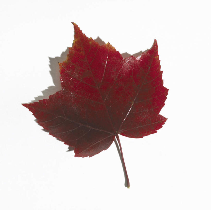 无人,横图,室内,特写,白天,白色背景,正面,叶子,阴影,反射,影子,枫叶,枯叶,落叶,红色,摄影,影棚,枫树叶,叶,叶片,彩图,影棚拍摄,拍摄