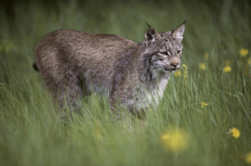无人,站,横图,室外,白天,侧面,草地,草坪,花海,花圃,美景,植物,哺乳动物,野生动物,叶子,阴影,朦胧,模糊,盛开,光线,影子,景观,花蕾,注视,草,花,花瓣,花朵,花卉,鲜花,一只,黄色,绿色,阳光,自然,动物,花丛,花束,花田,花苞,花蕊,观察,看,站着,景色,观看,察看,关注,自然风光,山猫,猞猁,凶猛,林曳,马猞猁,猞猁狲,猞狮,残暴,凶残,站立,彩图,全身,加拿大猞猁