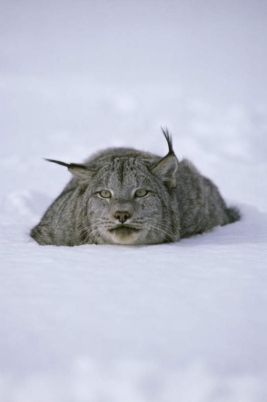 无人,竖图,室外,白天,正面,美景,雪,大雪,哺乳动物,野生动物,朦胧,模糊,积雪,景观,雪景,冬季,冬天,注视,一只,自然,动物,观察,看,趴着,景色,寒冷,观看,察看,关注,自然风光,山猫,猞猁,凶猛,严寒,林曳,马猞猁,猞猁狲,猞狮,残暴,凶残,趴,彩图,全身,加拿大猞猁