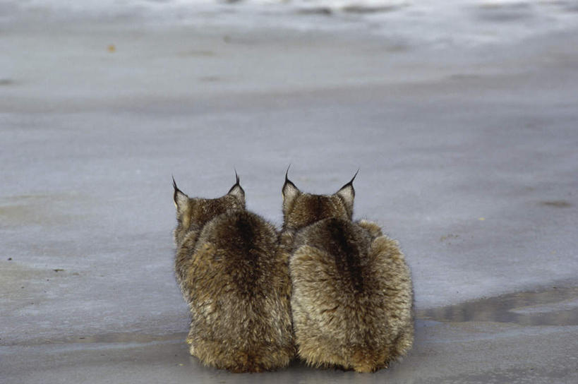 无人,坐,横图,室外,白天,美景,沙滩,哺乳动物,野生动物,阴影,朦胧,模糊,光线,沙子,影子,海岸,景观,沙地,注视,背面,阳光,自然,动物,观察,看,靠,靠着,两只,景色,观看,察看,关注,自然风光,山猫,猞猁,凶猛,林曳,马猞猁,猞猁狲,猞狮,残暴,凶残,海滩,坐着,彩图,全身,加拿大猞猁