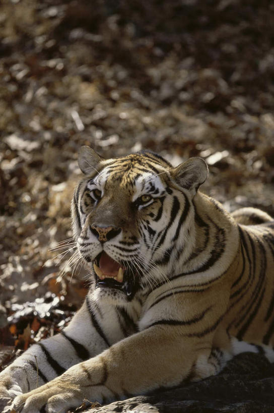 无人,竖图,室外,白天,正面,美景,哺乳动物,虎,野生动物,叶子,阴影,朦胧,模糊,光线,影子,景观,枯叶,落叶,注视,一只,阳光,自然,动物,观察,看,趴着,景色,观看,察看,关注,自然风光,孟加拉虎,凶猛,印度虎,残暴,凶残,叶,叶片,老虎,趴,半身,彩图
