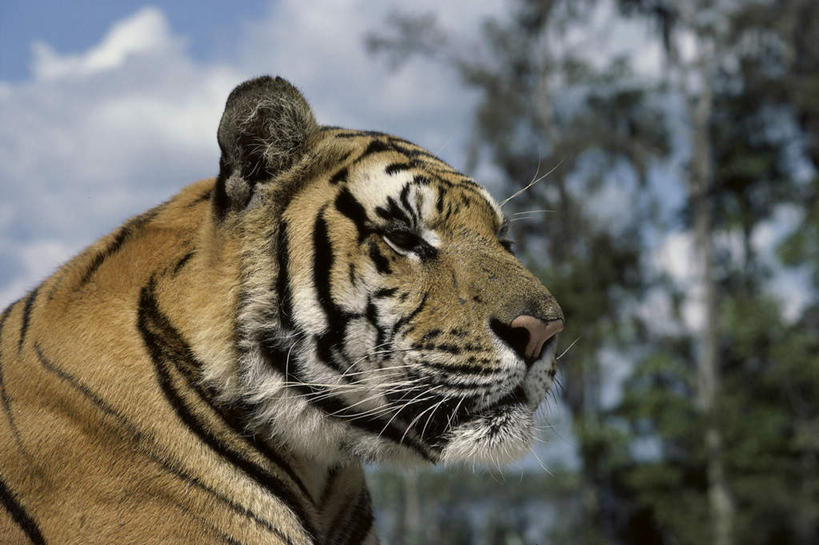 头,无人,坐,横图,室外,特写,白天,侧面,美景,植物,虎,野生动物,阴影,朦胧,模糊,光线,影子,景观,云,云朵,云彩,注视,树,树木,一只,蓝色,绿色,白云,蓝天,天空,阳光,自然,动物,天,观察,看,景色,生长,晴朗,成长,观看,察看,关注,自然风光,凶猛,白虎,白老虎,残暴,凶残,头部,晴空,老虎,坐着,半身,彩图