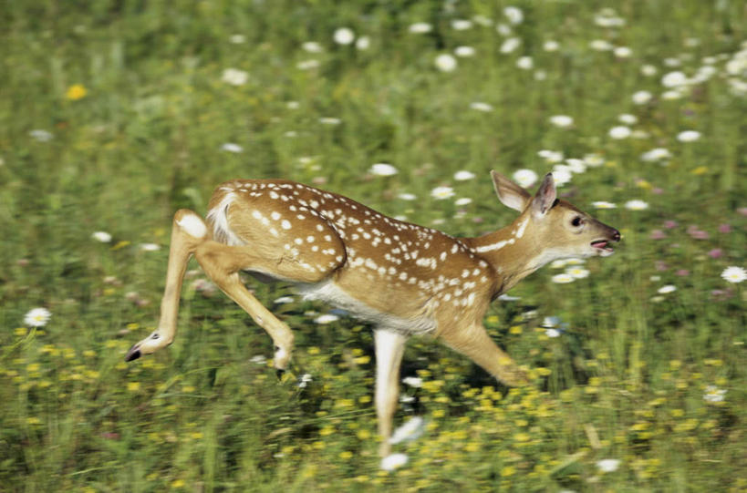 无人,横图,室外,白天,侧面,草地,草坪,花海,花圃,美景,植物,哺乳动物,鹿,野生动物,叶子,奔驰,阴影,朦胧,模糊,盛开,光线,影子,景观,花蕾,注视,草,花,花瓣,花朵,花卉,鲜花,一只,绿色,阳光,自然,动物,花丛,花束,花田,花苞,花蕊,奔跑,观察,看,景色,可爱,活泼,观看,察看,关注,自然风光,白尾鹿,维基尼亚鹿,维吉尼亚鹿,彩图,全身