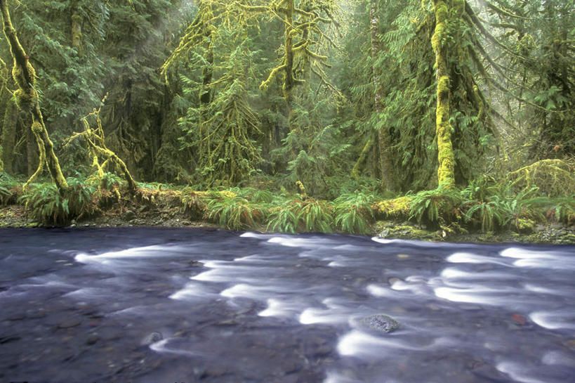 无人,公园,横图,室外,白天,正面,旅游,度假,河流,美景,森林,树林,水,植物,华盛顿,美国,阴影,光线,影子,河水,景观,水流,娱乐,树,树木,绿色,小溪,阳光,自然,溪水,享受,休闲,景色,放松,生长,成长,北美,北美洲,国家公园,自然风光,美洲,华盛顿州,奥林匹克国家公园,首府,常绿之州,常青州,北亚美利加洲,亚美利加洲,奥林匹亚,奥林比亚,奥林佩亚,奥林匹克半岛,奥林匹亚国家公园,奥林比亚国家公园,奥林佩亚国家公园,彩图