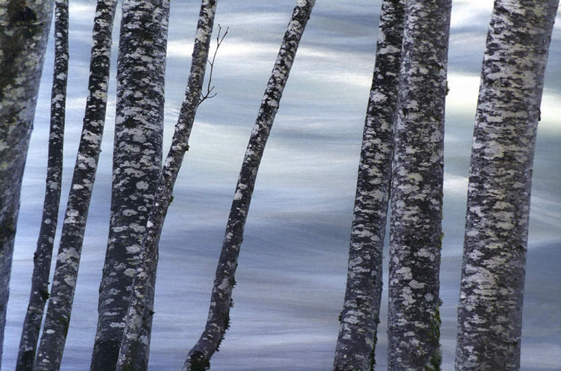 无人,公园,横图,室外,白天,正面,旅游,度假,河流,美景,水,植物,华盛顿,美国,朦胧,模糊,河水,景观,水流,树桩,娱乐,树,树干,树木,绿色,自然,享受,休闲,木桩,景色,放松,白桦,生长,成长,北美,北美洲,国家公园,自然风光,美洲,华盛顿州,奥林匹克国家公园,首府,常绿之州,常青州,北亚美利加洲,亚美利加洲,奥林匹亚,奥林比亚,奥林佩亚,奥林匹克半岛,奥林匹亚国家公园,奥林比亚国家公园,奥林佩亚国家公园,桦树,桦皮树,桦木,彩图