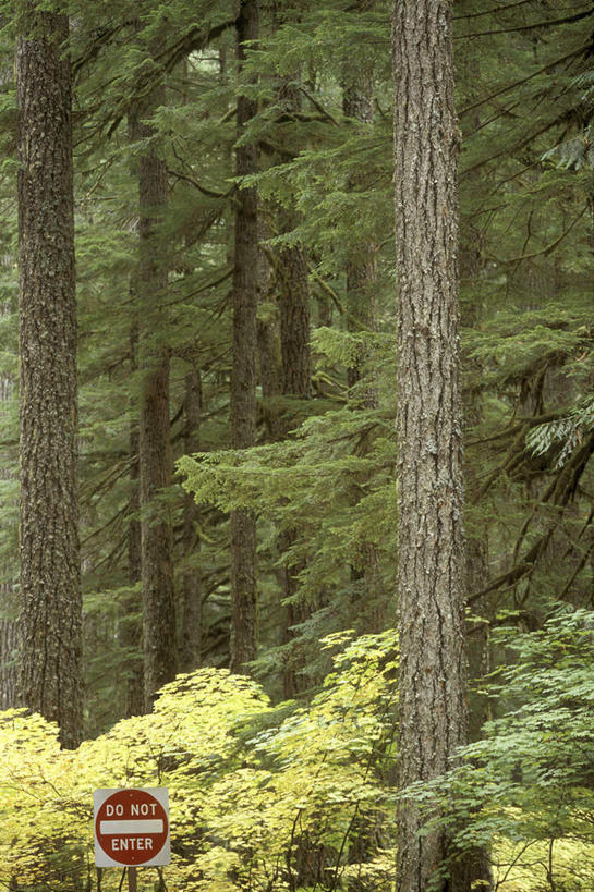 无人,竖图,室外,白天,正面,旅游,度假,火山,美景,森林,树林,植物,华盛顿,美国,阴影,光线,影子,景观,警告,娱乐,树,树木,绿色,阳光,自然,享受,休闲,景色,放松,警示,生长,成长,禁止,提醒,北美,北美洲,提示,限制,自然风光,美洲,华盛顿州,西雅图,雷尼尔山国家公园,瑞尼尔山国家公园,常绿之州,常青州,北亚美利加洲,亚美利加洲,绿宝石城,翡翠之城,雨城,常绿之城,阿拉斯加门户,女王之城,喷气机之城,常青城,危险,活火山,彩图