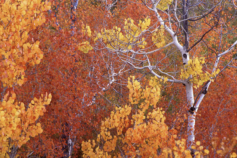 无人,横图,室外,白天,正面,旅游,度假,美景,秋季,森林,树林,植物,美国,景观,枝条,娱乐,树,树木,树枝,绿色,自然,享受,休闲,景色,放松,生长,成长,白杨树,北美,北美洲,自然风光,美洲,白杨,爱达荷州,北亚美利加洲,亚美利加洲,爱达荷,爱达华州,宝石之州,宝石州,大叶杨,虬枝,枝杈,秋,秋天,彩图,颤杨,冲天杨,响杨