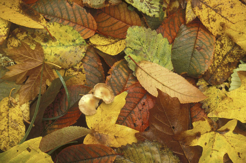 无人,横图,俯视,室外,特写,白天,美景,秋季,叶子,阴影,光线,影子,景观,枯叶,落叶,阳光,自然,景色,自然风光,叶,叶片,秋,秋天,彩图,高角度拍摄