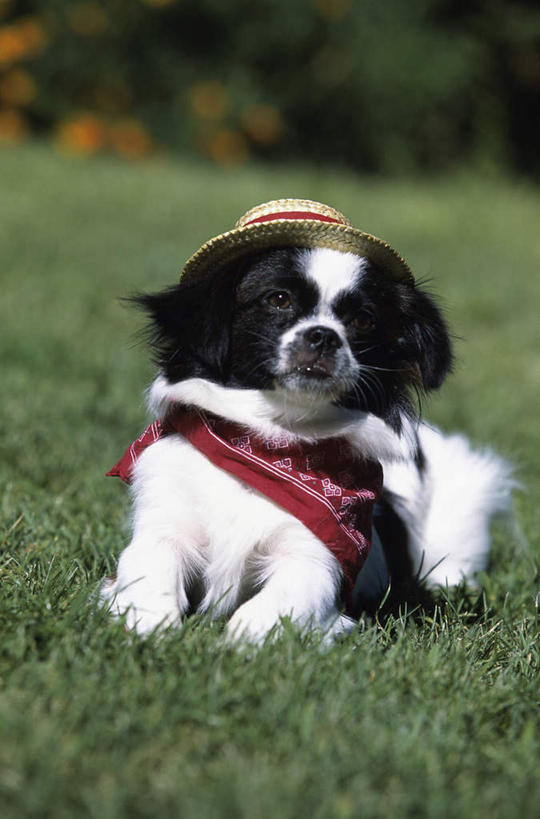 无人,竖图,室外,白天,正面,草地,草坪,美景,植物,宠物,狗,帽子,阴影,朦胧,模糊,装饰,光线,草帽,影子,景观,注视,领巾,草,树,树木,一只,红色,绿色,阳光,自然,动物,围巾,观察,看,趴着,景色,可爱,生长,牧羊犬,成长,观看,华丽,修饰,点缀,察看,关注,自然风光,边境牧羊犬,忠诚,衬托,美观,雅致,雅观,一顶,边境柯利牧羊犬,博德牧羊犬,犬,趴,彩图,全身