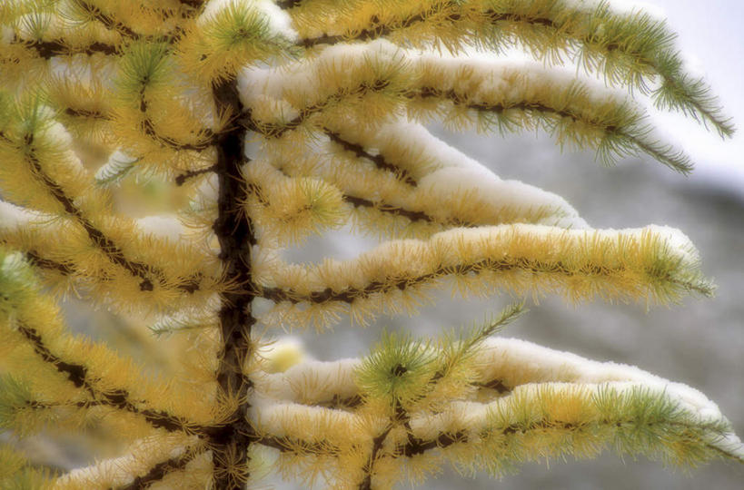 无人,横图,室外,特写,白天,正面,美景,雪,植物,大雪,松树,一棵,朦胧,模糊,积雪,景观,雪景,冬季,冬天,枝条,树,树木,树枝,绿色,自然,景色,寒冷,生长,成长,自然风光,坚定,落叶松,长寿,严寒,贞洁,虬枝,枝杈,彩图,黄花松