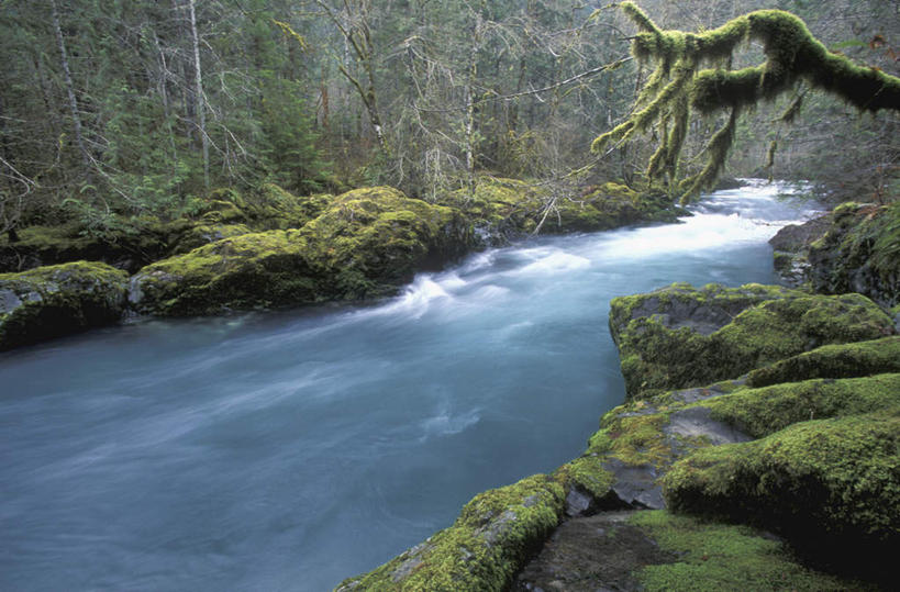 无人,公园,横图,室外,白天,正面,旅游,度假,河流,石头,美景,森林,树林,水,植物,华盛顿,美国,朦胧,模糊,石子,河水,景观,水流,青苔,树桩,苔藓,娱乐,树,树干,树木,绿色,小溪,自然,溪水,享受,休闲,木桩,景色,放松,生长,成长,北美,北美洲,国家公园,自然风光,美洲,华盛顿州,奥林匹克国家公园,首府,常绿之州,常青州,北亚美利加洲,亚美利加洲,奥林匹亚,奥林比亚,奥林佩亚,奥林匹克半岛,奥林匹亚国家公园,奥林比亚国家公园,奥林佩亚国家公园,石块,岩石,彩图