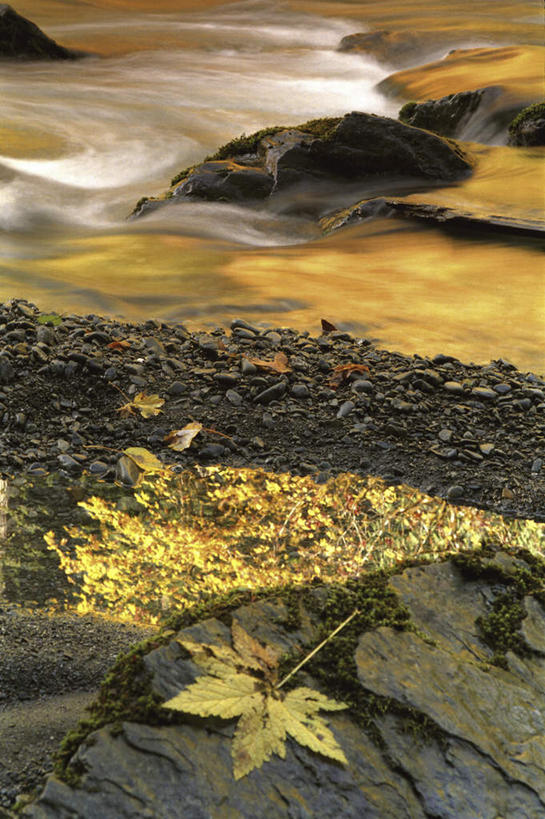 无人,公园,竖图,俯视,室外,白天,衬衫,西装,旅游,度假,石头,美景,叶子,华盛顿,美国,阴影,套装,正装,光线,石子,影子,景观,枯叶,落叶,领带,职业装,娱乐,阳光,自然,享受,休闲,景色,放松,北美,北美洲,国家公园,自然风光,美洲,华盛顿州,奥林匹克国家公园,首府,常绿之州,常青州,北亚美利加洲,亚美利加洲,奥林匹亚,奥林比亚,奥林佩亚,奥林匹克半岛,奥林匹亚国家公园,奥林比亚国家公园,奥林佩亚国家公园,叶,叶片,石块,岩石,彩图,高角度拍摄,衬衣