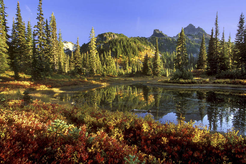 无人,横图,室外,白天,正面,旅游,度假,草地,草坪,火山,石头,美景,森林,山,山脉,树林,植物,华盛顿,美国,阴影,光线,石子,影子,池塘,景观,山峰,水池,山峦,娱乐,草,树,树木,蓝色,绿色,倒影,蓝天,天空,阳光,自然,群山,天,享受,休闲,景色,放松,生长,晴朗,成长,倒映,北美,北美洲,自然风光,美洲,华盛顿州,西雅图,雷尼尔山,雷尼尔山国家公园,万里无云,瑞尼尔山国家公园,常绿之州,常青州,北亚美利加洲,亚美利加洲,绿宝石城,翡翠之城,雨城,常绿之城,阿拉斯加门户,女王之城,喷气机之城,常青城,反照,瑞尼尔山,活火山,石块,岩石,晴空,晴空万里,彩图