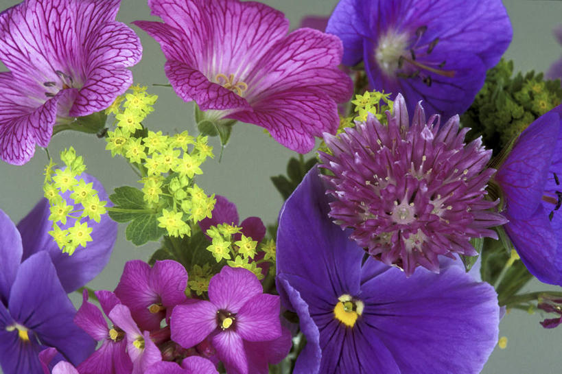 无人,横图,俯视,室外,特写,白天,爱情,美景,喇叭花,朦胧,模糊,盛开,景观,花蕾,花,花瓣,花朵,鲜花,粉色,黄色,紫色,自然,花苞,花蕊,景色,虚幻,自然风光,永恒,牵牛,牵牛子,勤娘子,碧冬茄,朝颜花,灵芝牡丹,冷静,牵牛花,彩图,高角度拍摄