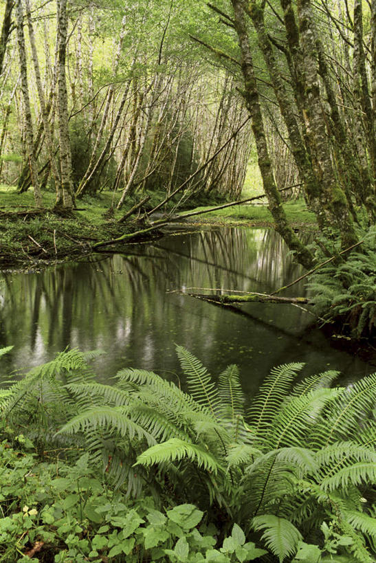 无人,公园,竖图,室外,白天,正面,旅游,度假,河流,美景,森林,树林,水,植物,华盛顿,美国,河水,景观,水流,树桩,娱乐,树,树干,树木,绿色,小溪,自然,溪水,享受,休闲,木桩,景色,放松,生长,成长,北美,北美洲,国家公园,自然风光,美洲,华盛顿州,奥林匹克国家公园,首府,常绿之州,常青州,北亚美利加洲,亚美利加洲,奥林匹亚,奥林比亚,奥林佩亚,奥林匹克半岛,奥林匹亚国家公园,奥林比亚国家公园,奥林佩亚国家公园,彩图