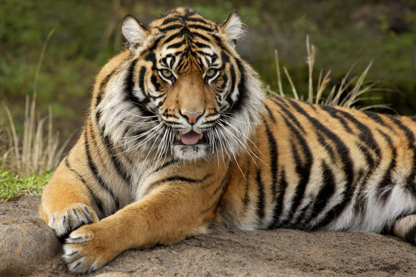 无人,坐,横图,室外,白天,正面,旅游,度假,草地,草坪,石头,美景,植物,哺乳动物,虎,野生动物,条纹,朦胧,模糊,石子,景观,注视,娱乐,草,一只,黄色,绿色,黑色,自然,动物,观察,看,张嘴,享受,休闲,景色,放松,观看,察看,关注,自然风光,凶猛,张大嘴巴,苏门答腊虎,残暴,凶残,石块,岩石,张开嘴,老虎,坐着,半身,彩图