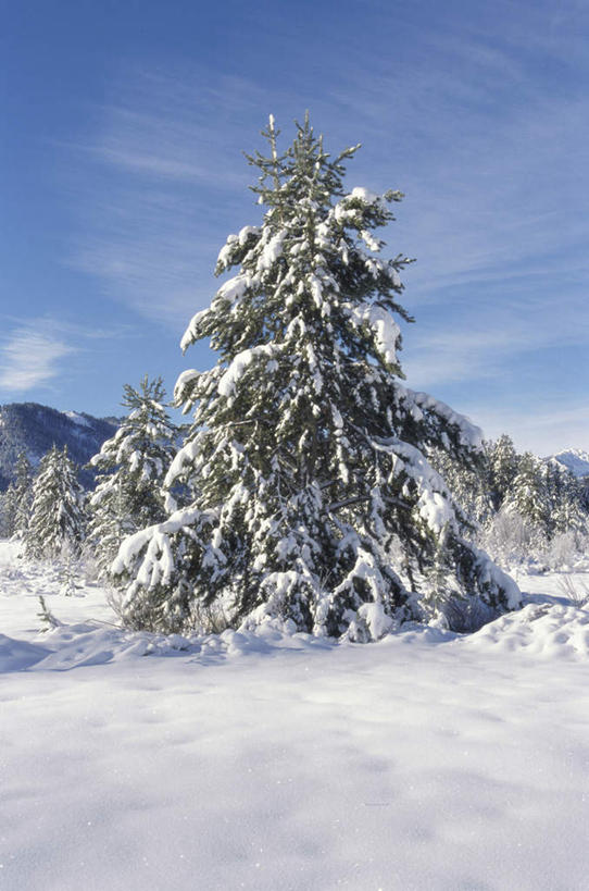 无人,竖图,室外,白天,正面,旅游,度假,美景,森林,山,树林,雪,雪山,植物,大雪,城市,美国,阴影,光线,影子,冰,积雪,景观,山峰,雪景,云,云朵,冬季,冬天,山峦,云彩,娱乐,树,树木,蓝色,绿色,白云,蓝天,天空,阳光,自然,天,享受,休闲,景色,放松,寒冷,生长,晴朗,成长,冰冷,北美,北美洲,自然风光,美洲,爱达荷州,北亚美利加洲,亚美利加洲,严寒,冰凉,酷寒,凛冽,凛凛,极冷,爱达荷,爱达华州,宝石之州,宝石州,太阳谷,森瓦利,谷峰会,晴空,彩图