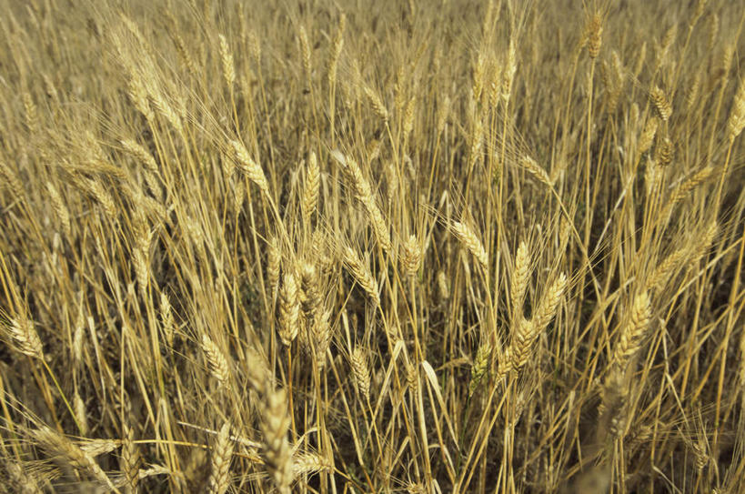 无人,农田,横图,俯视,室外,白天,旅游,度假,庄稼,农作物,小麦,美景,加拿大,阴影,光线,影子,景观,谷物,娱乐,阳光,自然,享受,休闲,景色,放松,麦子,北美,北美洲,自然风光,美洲,北亚美利加洲,亚美利加洲,萨省,萨斯喀彻温省,彩图,高角度拍摄,耕地,庄稼田