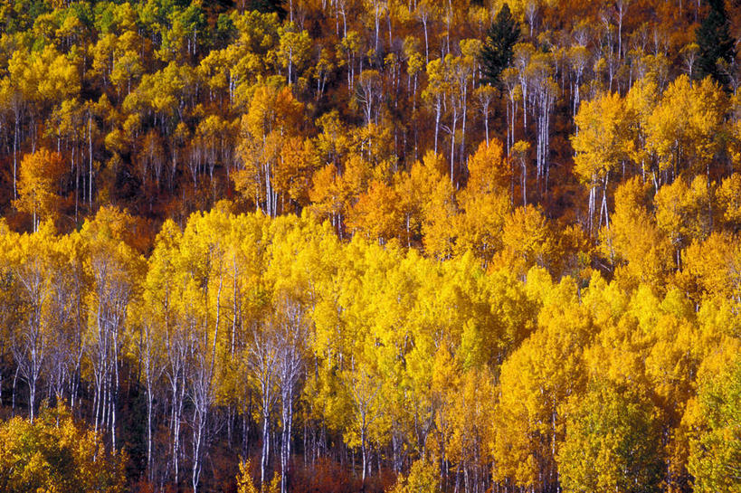 无人,横图,俯视,室外,白天,旅游,度假,美景,秋季,森林,树林,植物,叶子,美国,阴影,光线,影子,景观,枯叶,落叶,娱乐,树,树木,绿色,阳光,自然,享受,休闲,景色,放松,生长,成长,白杨树,北美,北美洲,自然风光,美洲,白杨,爱达荷州,北亚美利加洲,亚美利加洲,爱达荷,爱达华州,宝石之州,宝石州,大叶杨,叶,叶片,秋,秋天,彩图,高角度拍摄,颤杨,冲天杨,响杨