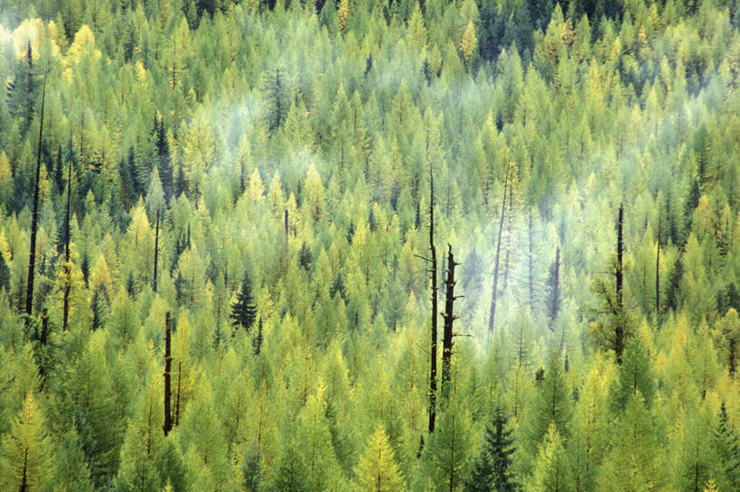 无人,横图,俯视,航拍,室外,白天,旅游,度假,美景,森林,树林,植物,雾,松树,朦胧,模糊,景观,娱乐,树,树木,绿色,自然,享受,休闲,景色,放松,茂盛,生长,成长,繁茂,迷雾,鸟瞰,自然风光,坚定,长寿,兴旺,贞洁,昌盛,昌隆,畅旺,发达,蕃芜,繁盛,富强,隆盛,蓬勃,旺盛,兴隆,兴盛,郁勃,大雾,彩图,高角度拍摄