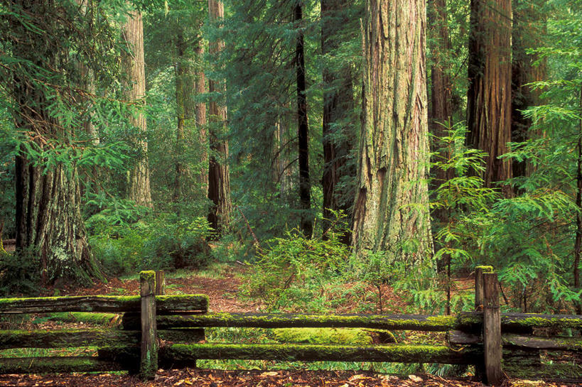 无人,公园,栏杆,横图,室外,白天,正面,旅游,度假,美景,森林,树林,植物,叶子,美国,栅栏,景观,篱笆,围栏,绿叶,树桩,娱乐,护栏,树,树干,树木,绿色,自然,享受,休闲,嫩叶,木桩,景色,放松,生长,成长,北美,北美洲,国家公园,加利福尼亚,自然风光,美洲,加州,加利福尼亚州,金州,黄金州,北亚美利加洲,亚美利加洲,红杉国家公园,红杉树国家公园,红杉,常青红杉,海岸红杉,红杉树,叶,叶片,彩图