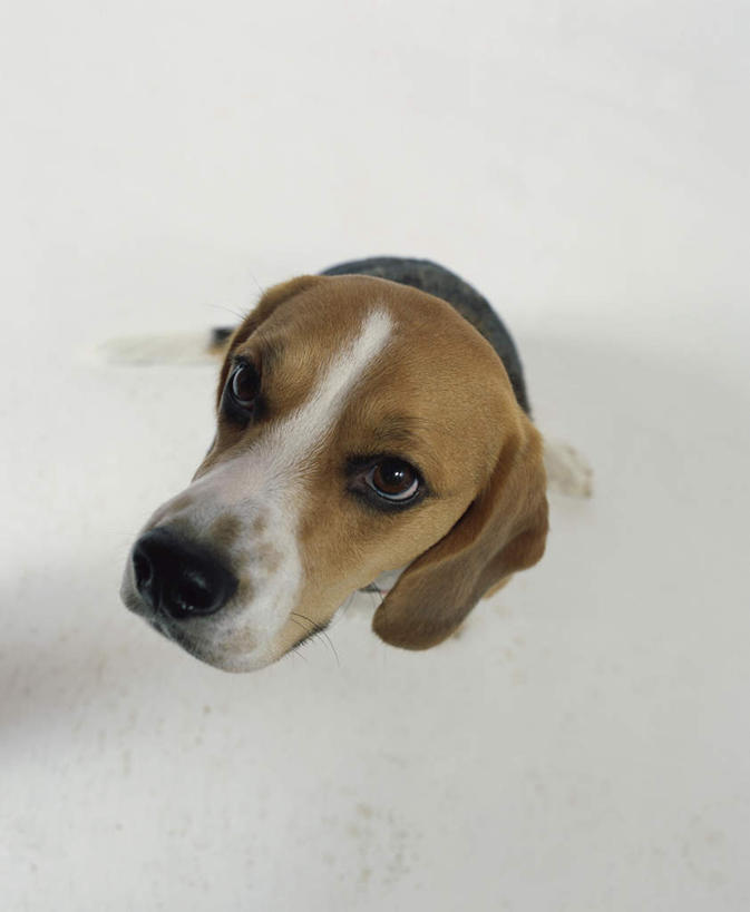 无人,坐,竖图,俯视,室内,白天,白色背景,宠物,狗,阴影,反射,影子,猎兔犬,注视,一只,动物,观察,看,可爱,摄影,比格犬,影棚,观看,察看,关注,忠诚,米格鲁猎兔犬,贝高狗,贝高犬,比格狗,猎兔狗,犬,抬头,仰头,坐着,彩图,高角度拍摄,全身,影棚拍摄,拍摄