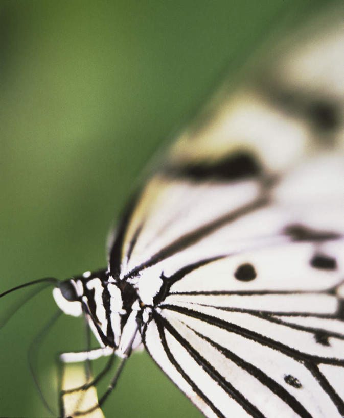 无人,竖图,室外,特写,白天,正面,美景,蝴蝶,朦胧,模糊,昆虫,景观,停留,一只,自然,动物,景色,停止,自然风光,益虫,逗留,停顿,半身,彩图