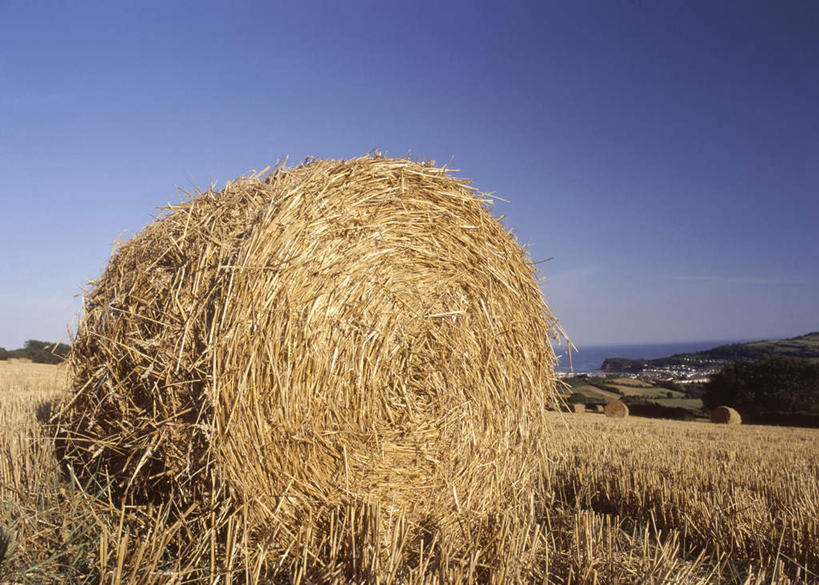 无人,横图,室外,白天,正面,旅游,度假,美景,英国,欧洲,收成,阴影,光线,影子,景观,干草,娱乐,蓝色,蓝天,天空,阳光,自然,草垛,天,享受,休闲,景色,放松,收获,晴朗,西欧,自然风光,大不列颠,大不列颠及北爱尔兰联合王国,万里无云,大不列颠联合王国,日不落英帝国,劳绩,德文郡,干草垛,晴空,晴空万里,彩图