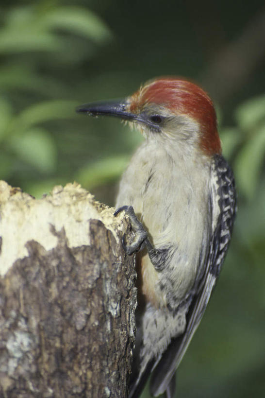无人,站,竖图,室外,特写,白天,侧面,旅游,度假,美景,森林,树林,植物,鸟,啄木鸟,叶子,朦胧,模糊,鸟类,纹理,景观,绿叶,注视,娱乐,树,树木,一只,绿色,自然,观察,看,站着,享受,休闲,嫩叶,景色,放松,生长,成长,观看,察看,关注,自然风光,红腹啄木鸟,肌理,叶,叶片,叶脉,森林医生,站立,半身,彩图,益鸟