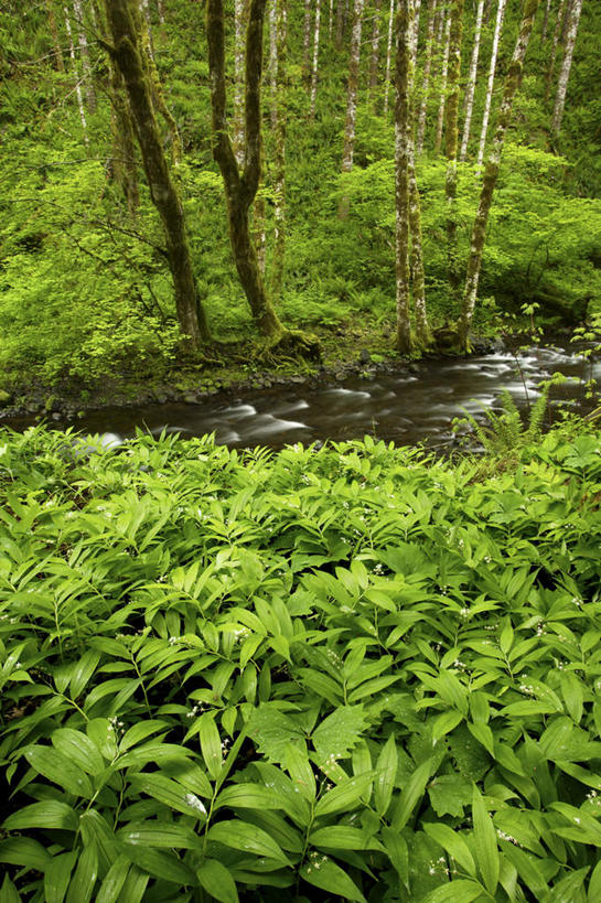 无人,竖图,俯视,室外,白天,旅游,度假,河流,石头,美景,森林,山,山脉,树林,水,植物,美国,朦胧,模糊,石子,河水,景观,山峰,水流,山峦,娱乐,树,树木,绿色,小溪,自然,群山,溪水,享受,休闲,景色,放松,生长,成长,北美,北美洲,自然风光,美洲,俄勒冈州,沉积岩,俄勒冈,北亚美利加洲,亚美利加洲,落日之州,水獭之州,海狸州,水成岩,胡德山,石块,岩石,彩图,高角度拍摄